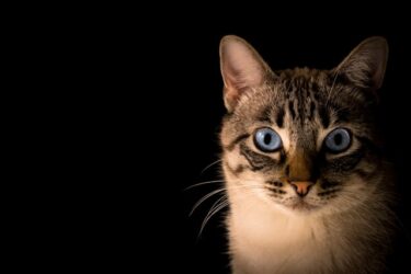 猫と一緒に寝ることのスピリチュアルな意味と効果